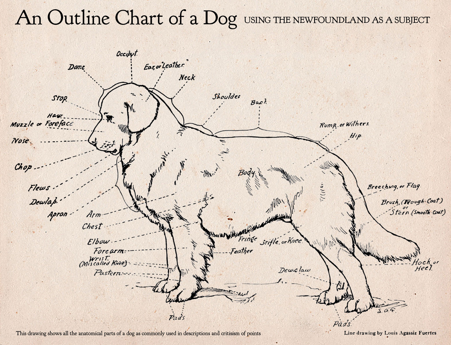 Canine Anatomy Diagram