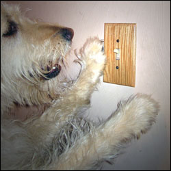 Teach Your Dog To Turn A Lightswitch On and Off