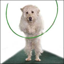Have Your Dog Leap Through A Hoop