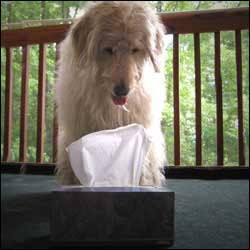 Have Your Dog Bring You A Tissue